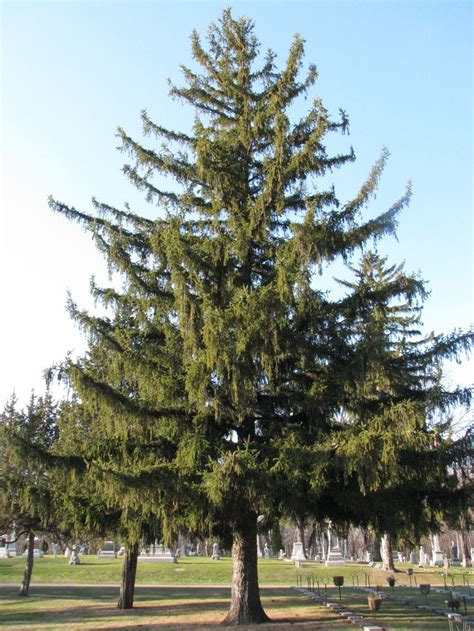 A Closer Look At Cones Norway Spruce Norway Spruce Tree Norway