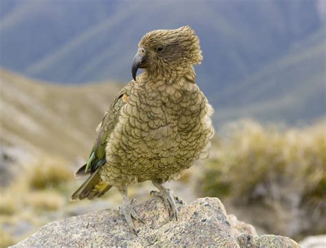 Video: Meet Ajax the Kea Conservation Dog - WildArk