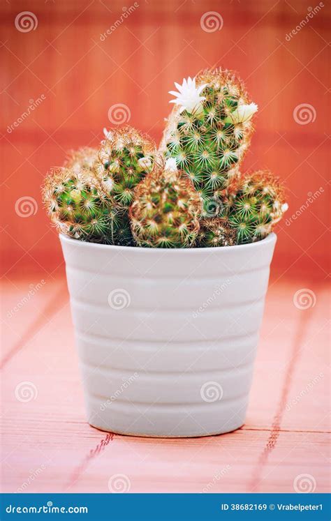 Flowering Prickly Cactus In A White Flower Pot Stock Image Image Of