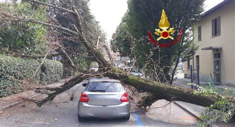 Albero Dellospedale Crolla Su Auto In Transito Tragedia Sfiorata In