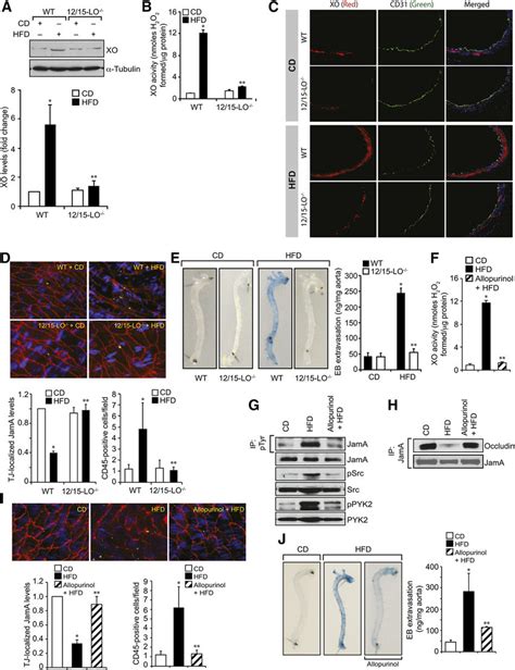 12 15 LO Gene Knockout Protects Aortic Endothelium From HFD Induced TJ