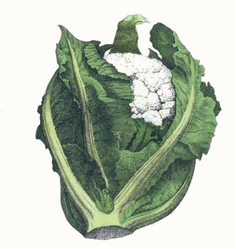 Free Vintage Drawing Of A Fresh Picked Head Of Cauliflower