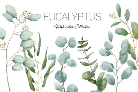 Eucalyptus Branch Watercolor Clipart Greenery PNG