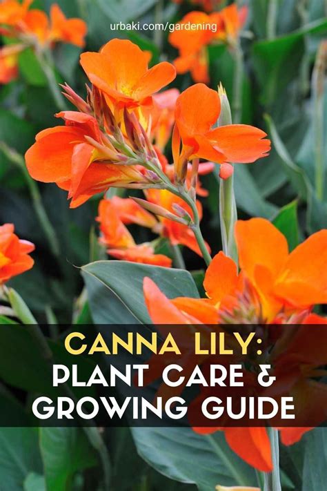 Canna Lily Plant Care Growing Guide Plants Lily Plant Care Plant