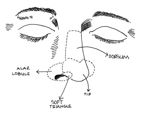 Lower Third Nasal Skin Grafting Intechopen