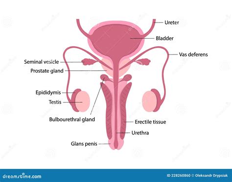 Colorful Male Human Reproductive System With Description Of Organs