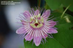 Plantfiles Pictures Passiflora Love In A Mist Running Pop Stinking Passion Flower Passion