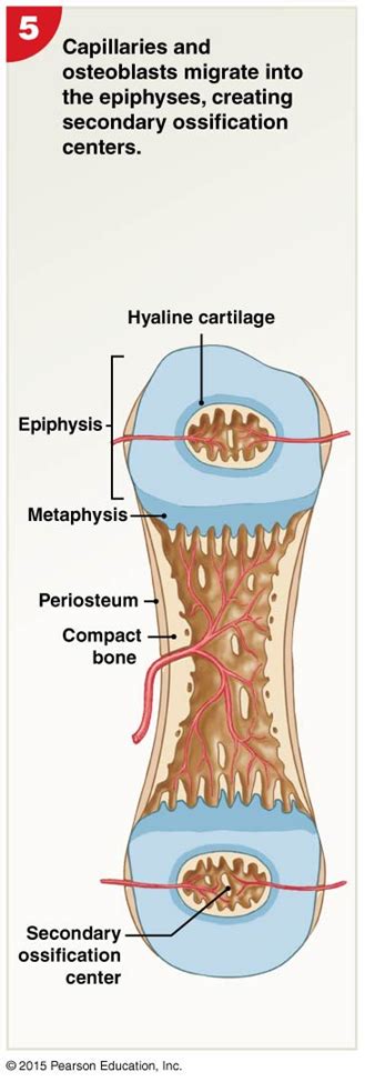 Steps Of Endochondral Ossification