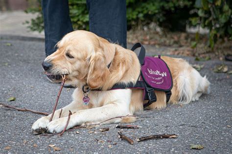 Klinikum Karlsruhe Besuchshund Hannes hat seine ersten Einsätze auf