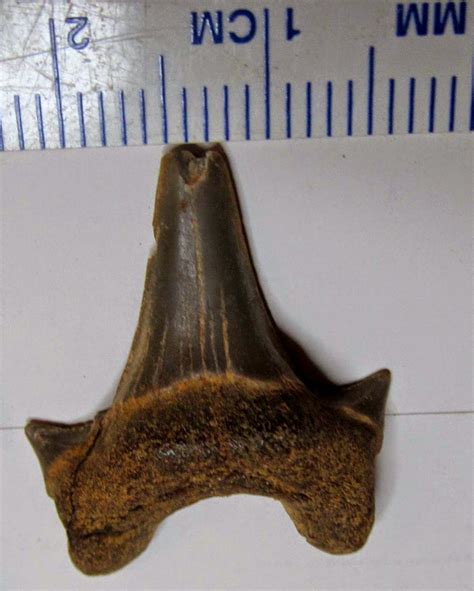 Louisville Fossils And Beyond Fossil Shark Teeth Of South Dakota