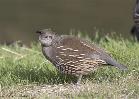 Male And Female California Quail – Feathered Photography