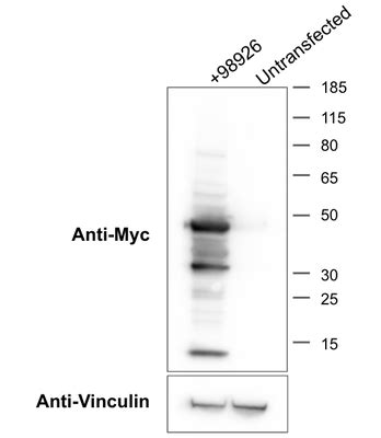 Addgene Antibody Anti C Myc E