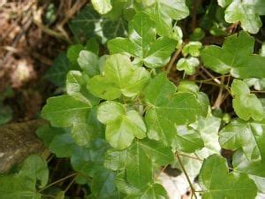 Acer Monspessulanum O Arce De Montpellier Uno De Los Pocos Que Crece