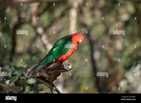 Australian King Parrot Alisterus Scapularis Adult Male Bird On A Tree