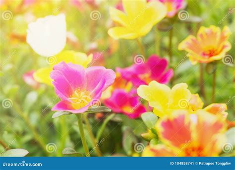 Beautiful Flowers Garden With Sunlight Spring Stock Image Image Of