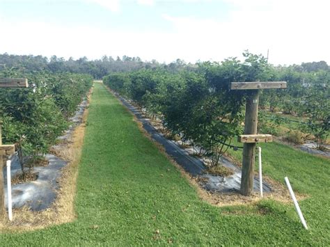 Vegetable Garden Design Blackberry Trellis Garden Planning