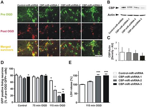 A Mouse Cortical Neurons Were Transduced At DIV 3 In Vitro Day 3