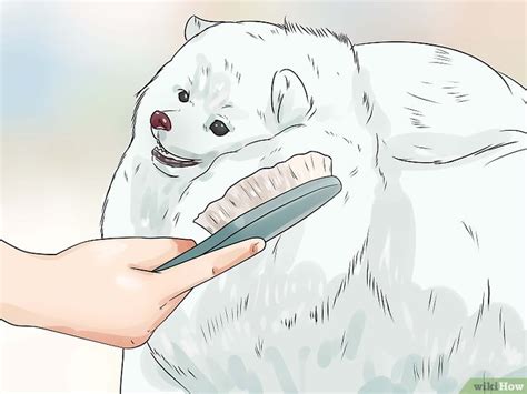 How to Groom a Pomeranian: An Easy-to-Follow Guide