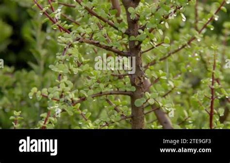 Portulacaria Afra Elephant Bush Dwarf Jade Plant Porkbush And