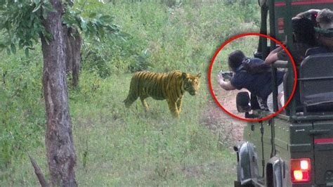 Terrifying Tiger Encounters Caught On Camera Youtube