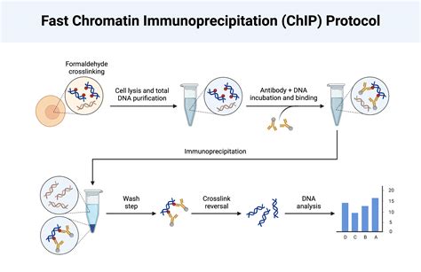 Chromatin Immunoprecipitation