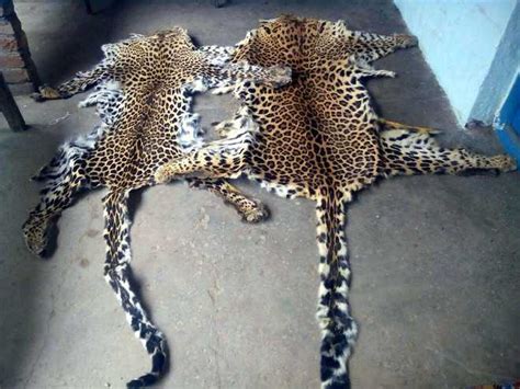 Leopard Skin Pangolin Scales Seized In Bandipora Two Arrested The