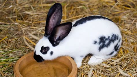 Lapin papillon tout savoir sur ce lapin géant