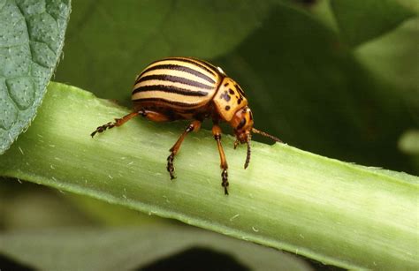 Colorado Potato Beetle Insect Description Agriculture And Facts