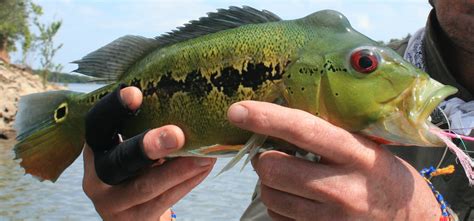 Royal Peacock Bass Orinoco