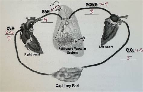 Hemodynamics Flashcards Quizlet