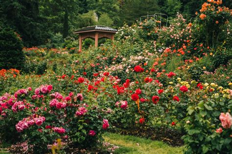 Local’s Guide to the PORTLAND ROSE GARDEN (& Advice)