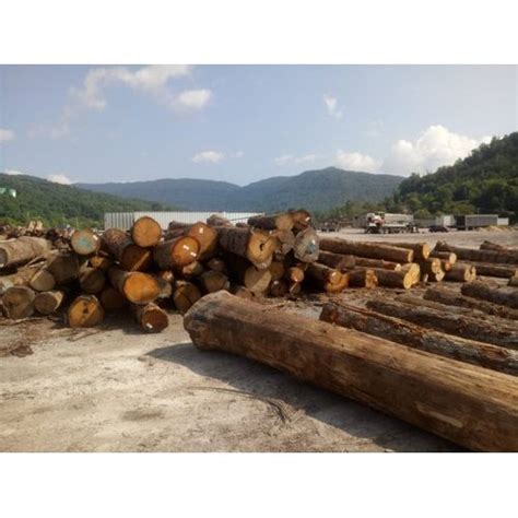 Round Wood Pine Logs At Rs Cubic Feet Pine Wood Logs In Ahmedabad