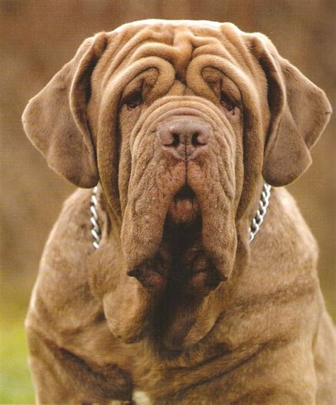 130 Best Neapolitan Mastiff Dog Names The Paws Neapolitan Mastiffs