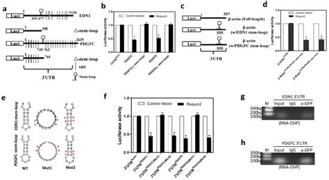 Roquin2 Targets The Stem Loop Structure In The 3utr Of Angiogenic