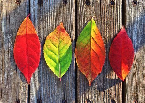 Free Images Tree Branch Plant Fall Flower Red Colourful Color Autumn Colorful Season