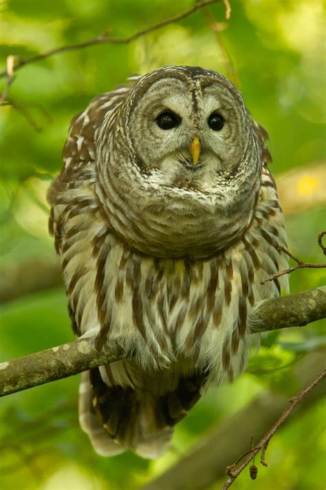 Living On Earth Birdnote ® Barred Owl