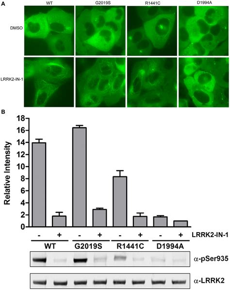 Expression Of LRRK2 GFP In U 2 OS Cells Via BacMam Gene Delivery U 2