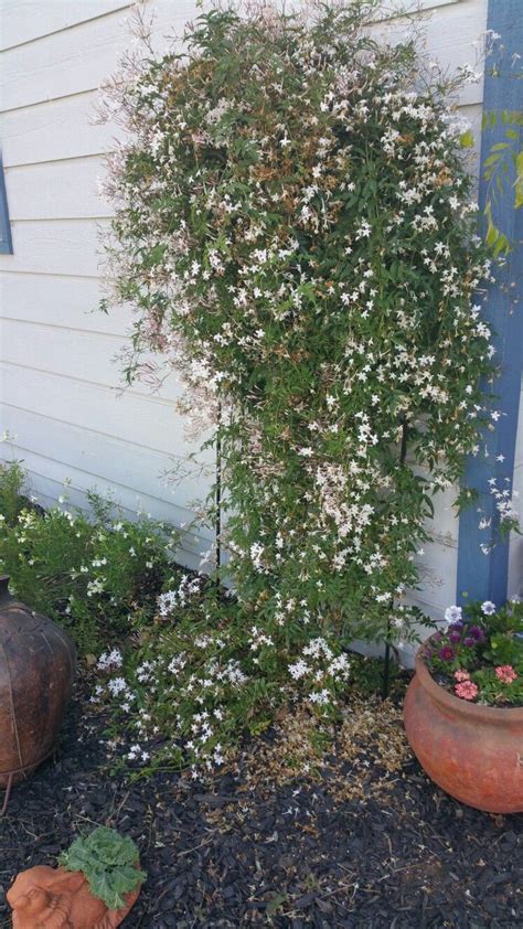 Jasmine vine Jasmine Vine, Kyle, Vines, Garden, Plants, Garten, Lawn And Garden, Gardens, Plant