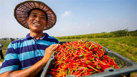 The Evolution Of China S Harvest Festival CGTN