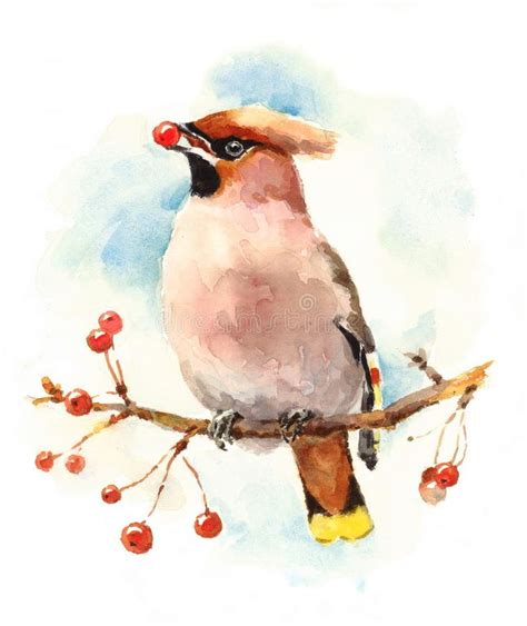 Waxwing Bird On The Branch With Berries Watercolor Fall Illustration