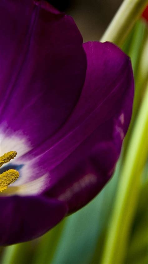 Purple Tulips Wallpapers Wallpaper Cave