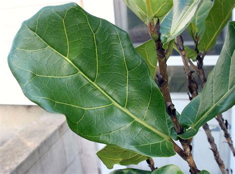 Виды Фикусов С Фото – Telegraph