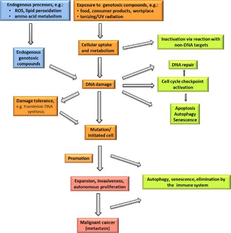 Schematic outline of causes and consequences of DNA damage (partly ...