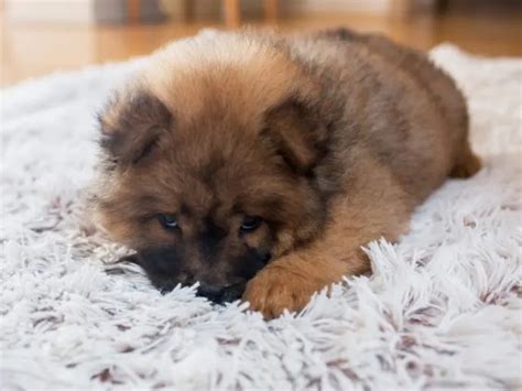 Recupera La Suavidad En Los Tapetes De Peluche Con Este Truco