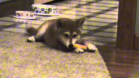 Shiba Inu Puppy Jasmin Playing 3 Months Old YouTube