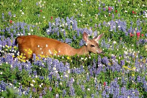 Best Deer Resistant Perennial Plants