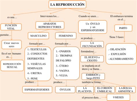 Mapas Conceptuales De La Reproducción 【descargar】