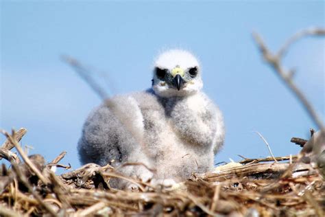 Baby Hawk: The Complete Guide - Bird Nature