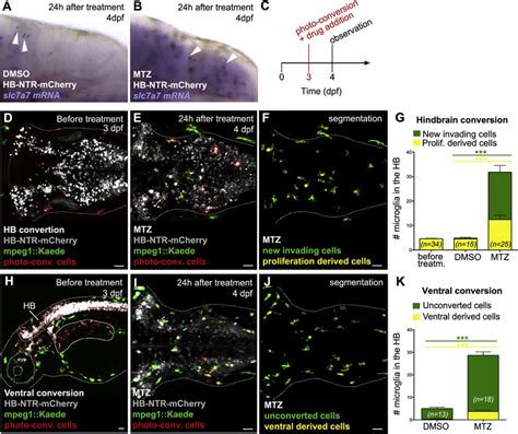 Neuronal Apoptosis Promotes Microglial Brain Colonization By Attracting