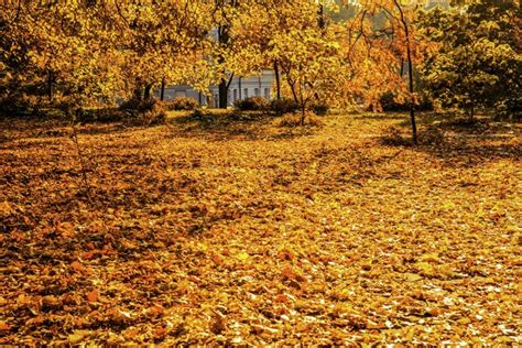 K Seasons Autumn Foliage Trees Rare Gallery Hd Wallpapers